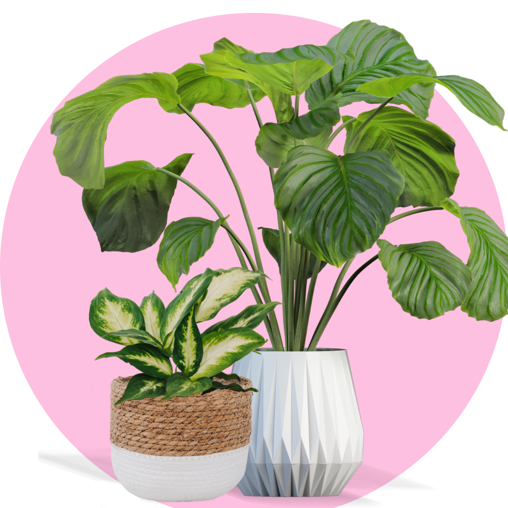 Two indoor plants in a pink circle background